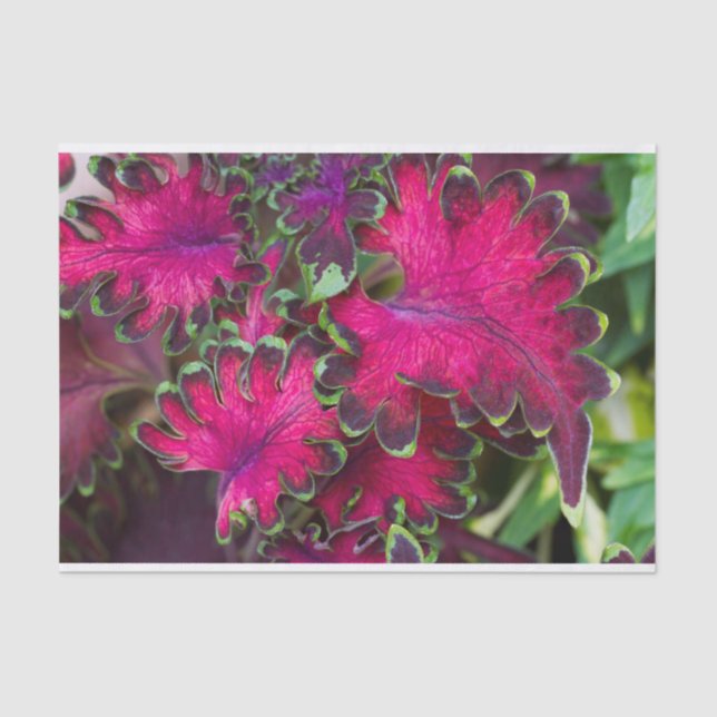 Coleus Macro Seidenpapier (Vorderseite)