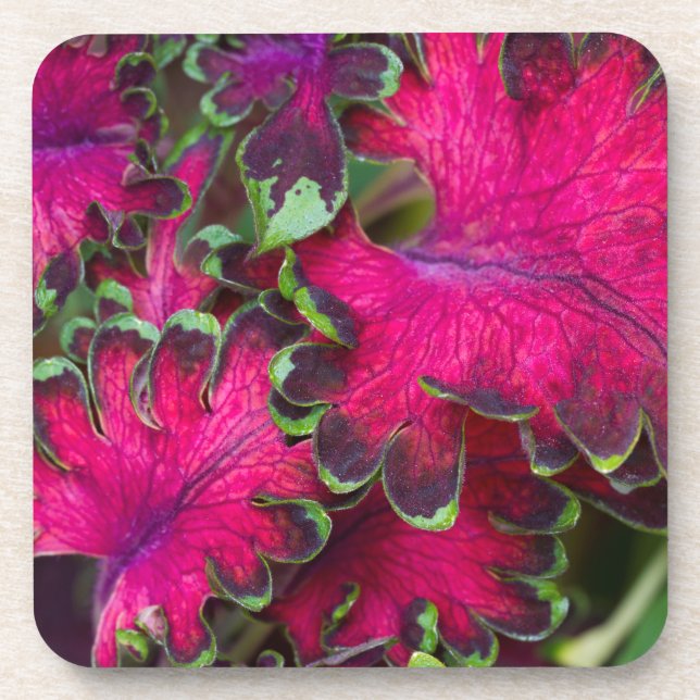 Coleus Macro Untersetzer (Vorderseite)
