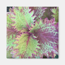Coleus Magnet