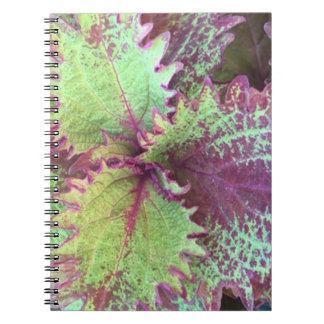 Coleus Notizblock
