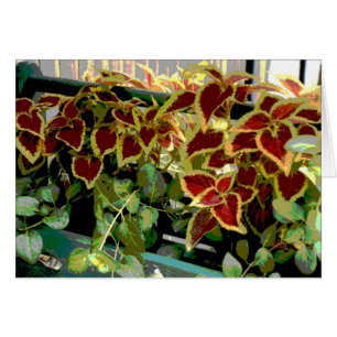Coleus Pflanze