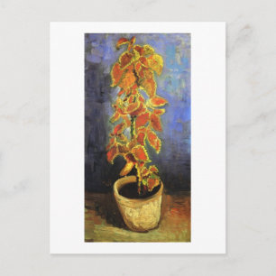 Coleus Pflanze in einem Blumentopf, Vincent van Go Postkarte
