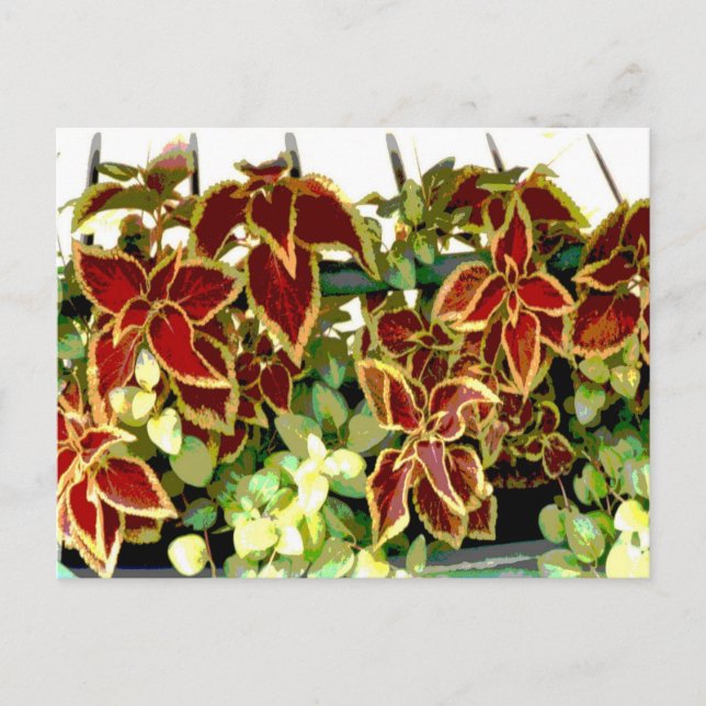Coleus Pflanze Postcard Postkarte (Vorderseite)