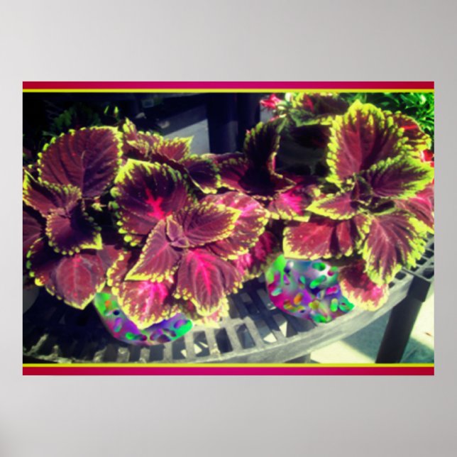 Coleus Pflanze Poster (Vorne)