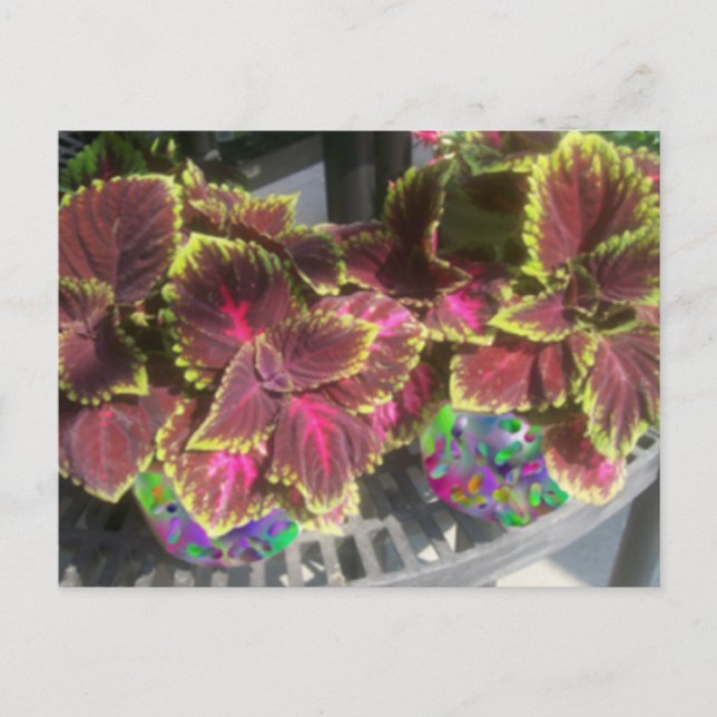Coleus Pflanze Postkarte (Vorderseite)