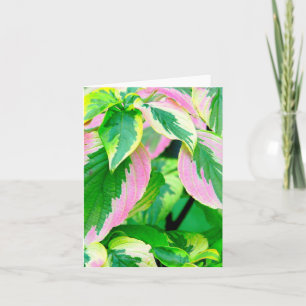 COLEUS/PINK &GREEN/GEMALTETE AUSSICHTEN/FOTOG. KARTE