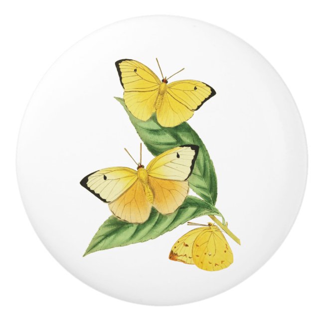 Colias Statira Butterfly Keramikknauf (Vorderseite)