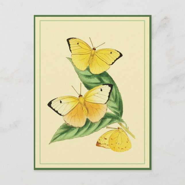 Colias Statira Butterfly Postcard Postkarte (Vorderseite)