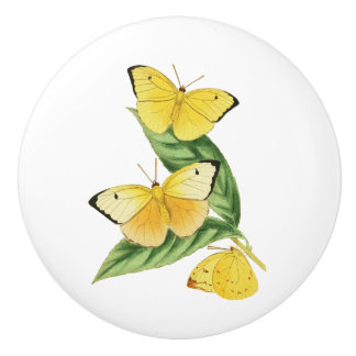 Colias Statira Schmetterling Keramikknauf