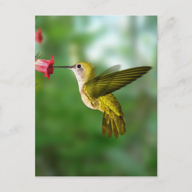Colibri De Oro República Dominicana Postkarte (Vorderseite)