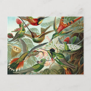 Colibri - Ernst Haeckel Postkarte