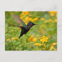 Colibri