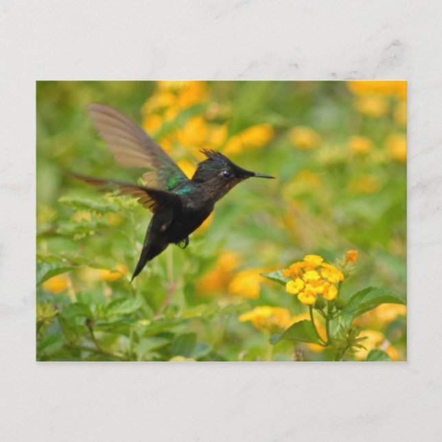 Colibri Postkarte (Vorderseite)