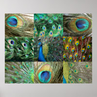 Collage of Green Blue Peacock Foto