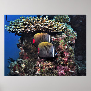 Collared Butterflyfish am Riff Poster