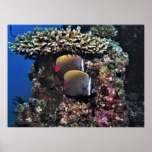 Collared Butterflyfish am Riff Poster (Vorne)