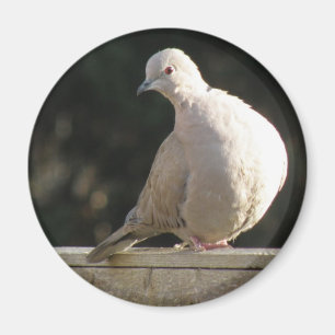 Collared Dove Magnet