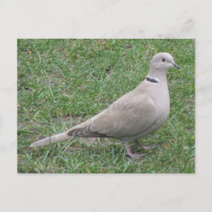 Collared Dove Postcard Postkarte