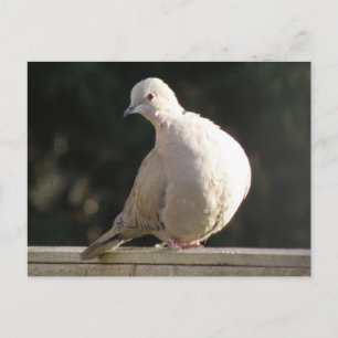 Collared Dove Postcard Postkarte