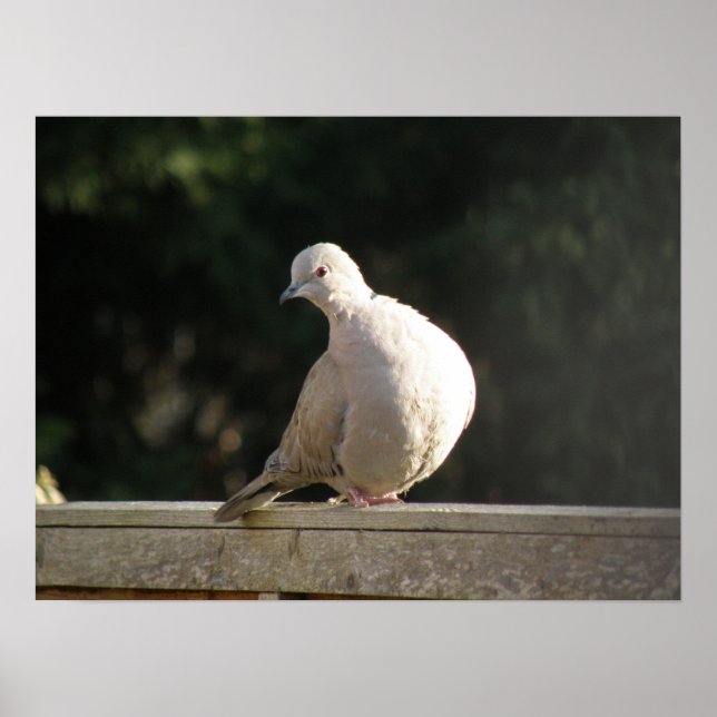 Collared Dove Poster (Vorne)