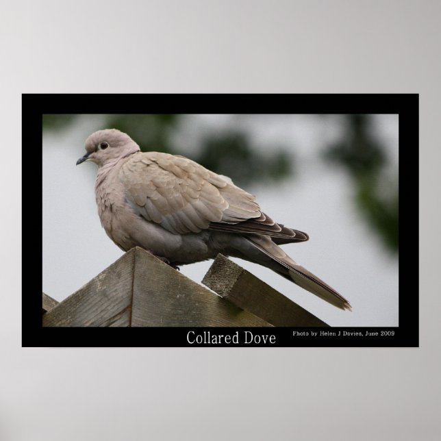 Collared Dove Poster (Vorne)