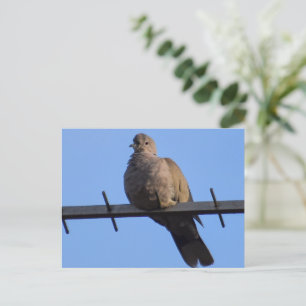 Collared Dove Postkarte