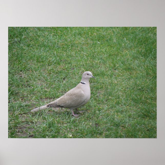 Collared Dove Print Poster (Vorne)