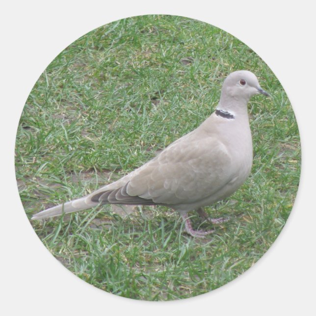 Collared Dove Sticker (Vorderseite)