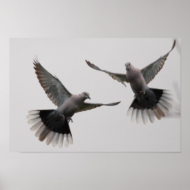 Collared Doves Poster (Vorne)