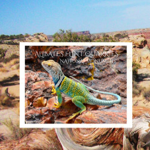 Collared Lizard, Alibates Flint Quarries, Texas Postkarte