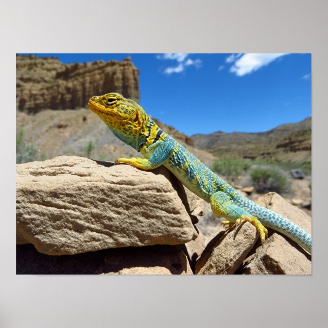 Collared Lizard bei Thompson Springs Poster (Vorne)