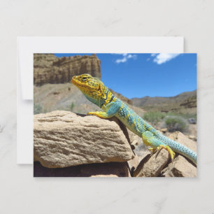 Collared Lizard bei Thompson Springs Postkarte