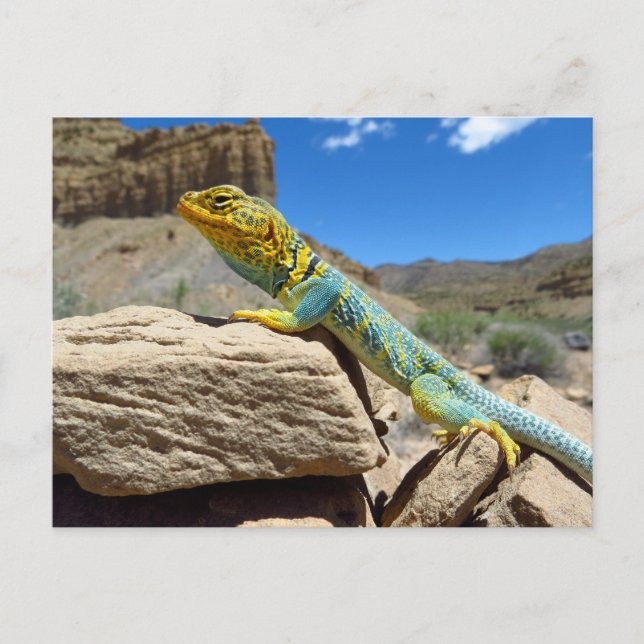 Collared Lizard bei Thompson Springs Postkarte (Vorderseite)