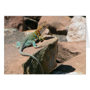 Collared Lizard, Mesa Verde Blank Card