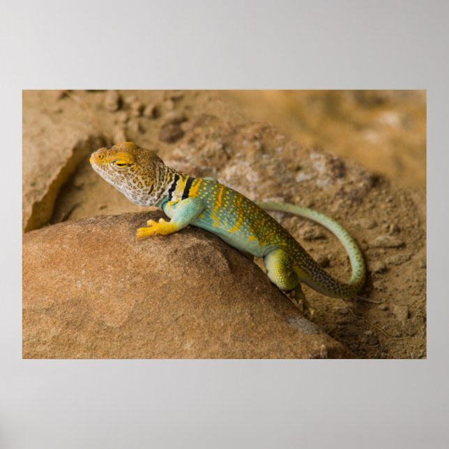 Collared Lizard Poster (Vorne)
