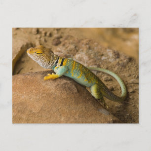 Collared Lizard Postkarte