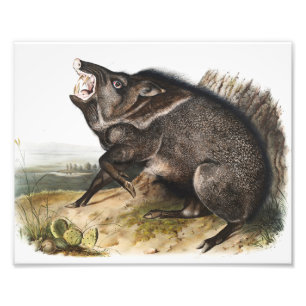 Collared Peccary Dycoteles torquatus Illustration Fotodruck