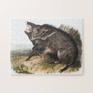 Collared Peccary Dycoteles torquatus Illustration Puzzle