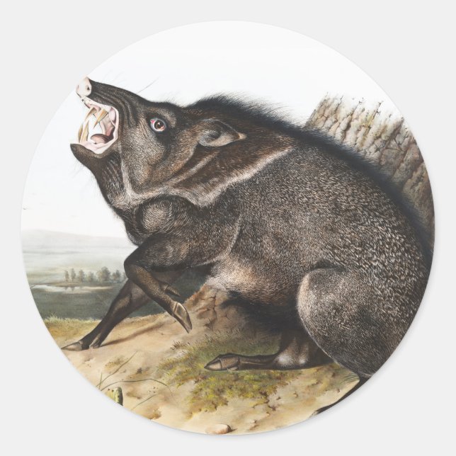 Collared Peccary Dycoteles torquatus Illustration Runder Aufkleber (Vorderseite)
