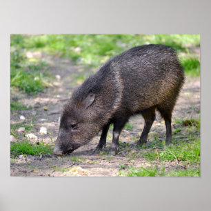 Collared Peccary walking Postcard Metal Ornament S Poster