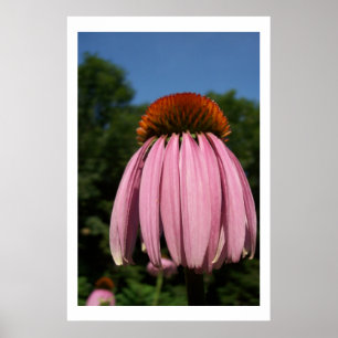 Collassal Echinacea Poster