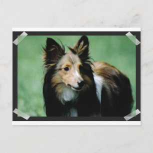 Collie-16 Postkarte