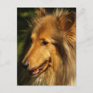 Collie Breed Postcard Postkarte