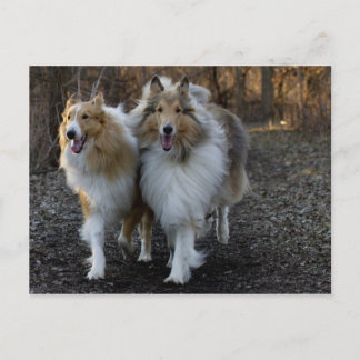 Collie Buddies Postkarte