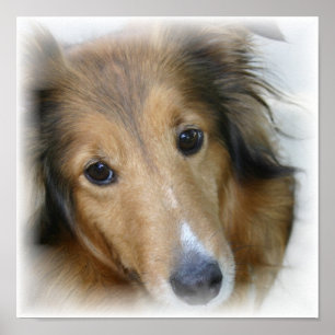 Collie Canvas Print Poster