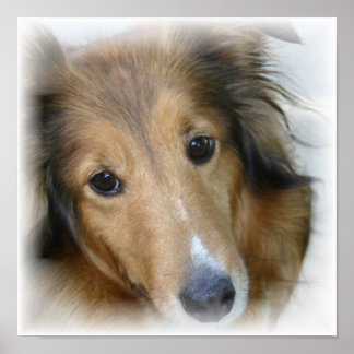 Collie Canvas Print Poster