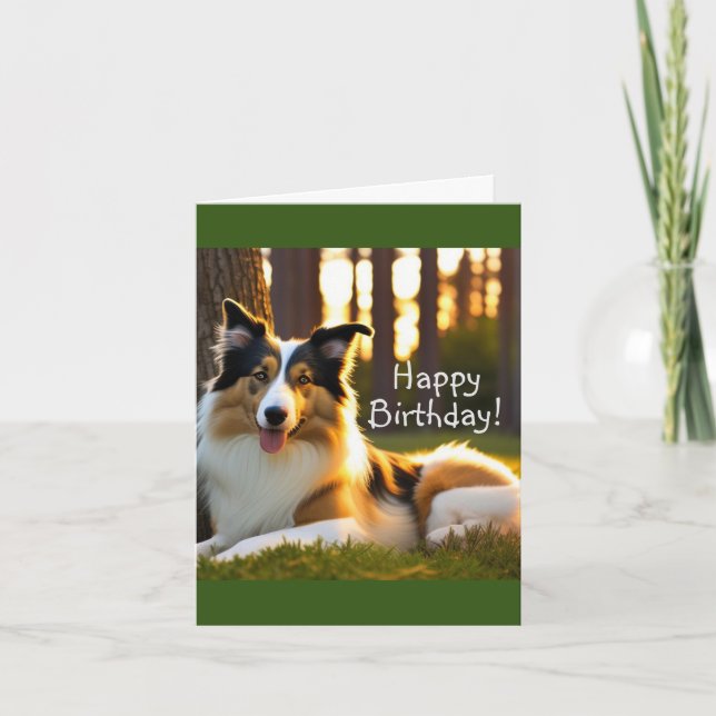 Collie Dog Birthday Karte (Vorderseite)