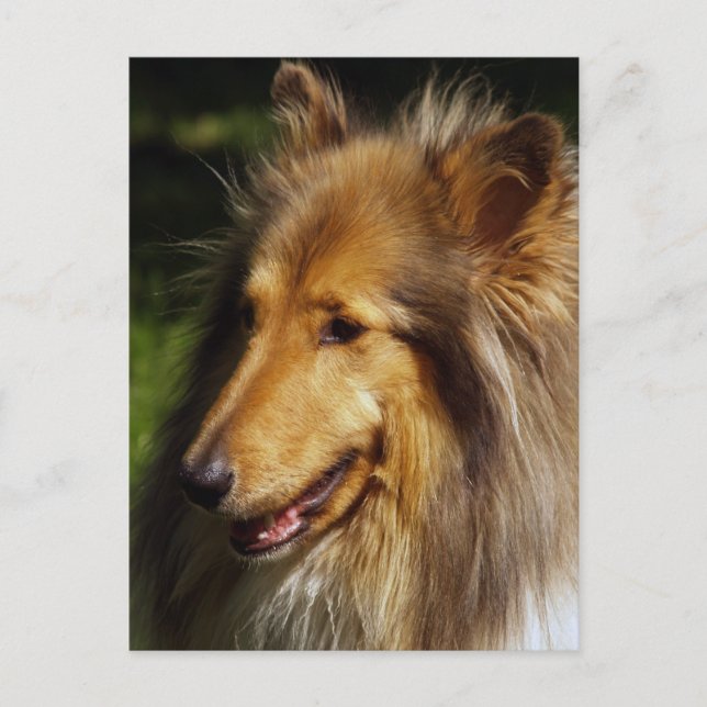 Collie Dog Fotograf Postkarte (Vorderseite)