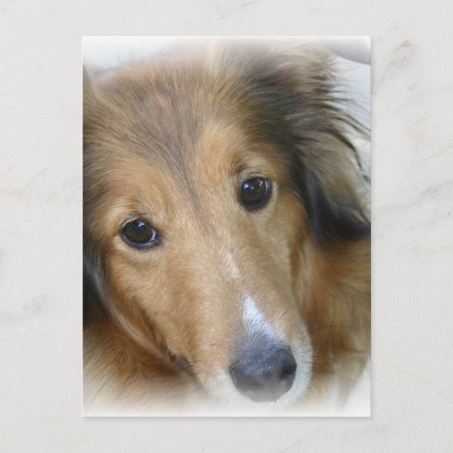 Collie Dog Postcard Postkarte (Vorderseite)