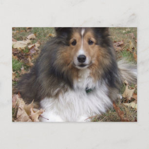 Collie Dog Postcard Postkarte
